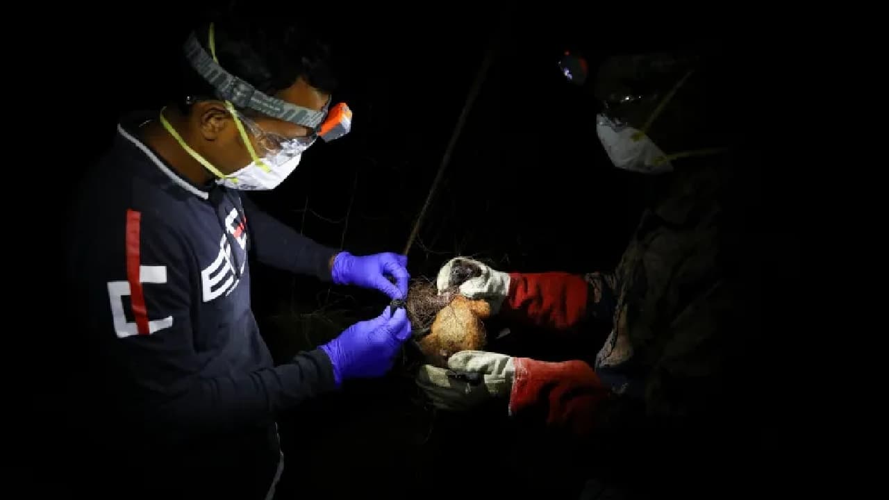 Description of Image