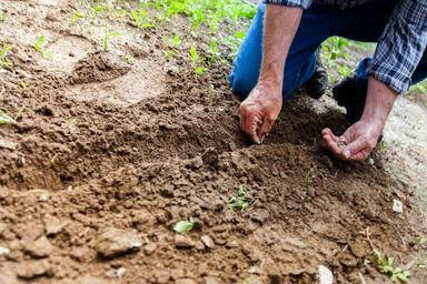 সৌদিতে কৃষি কর্মকর্তা পদে চাকরি, নেবে ৬০ জন